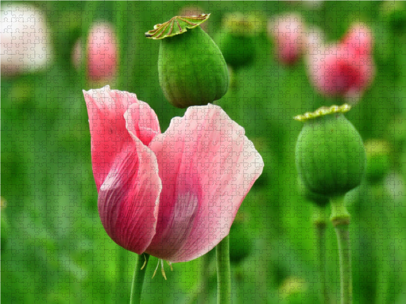 Traum in Rosa 2000 Teile Puzzle quer - CALVENDO Foto-Puzzle'