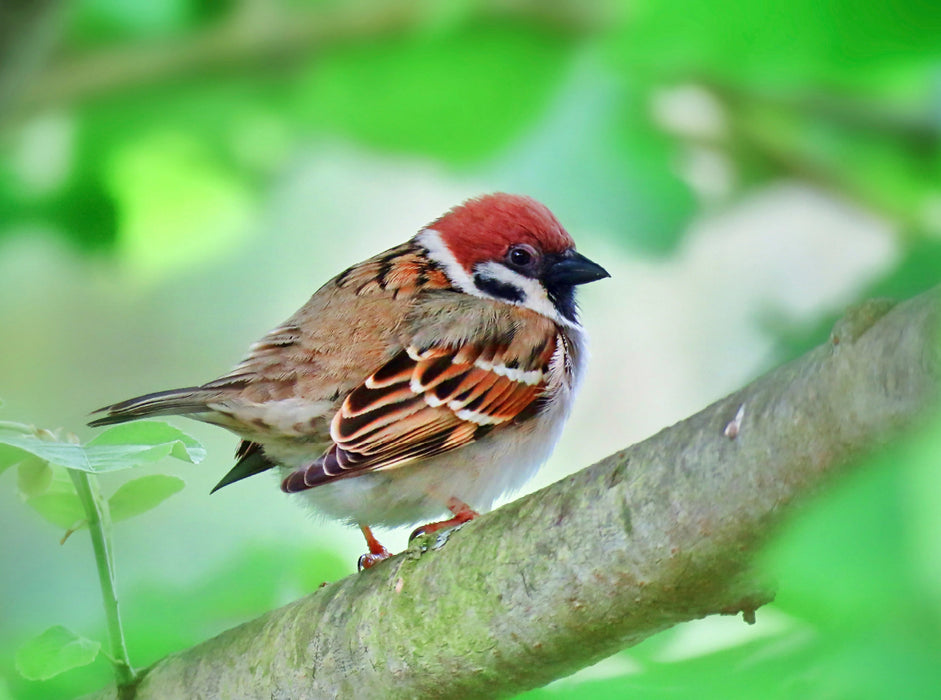 Moineau arboricole - Puzzle photo CALVENDO 