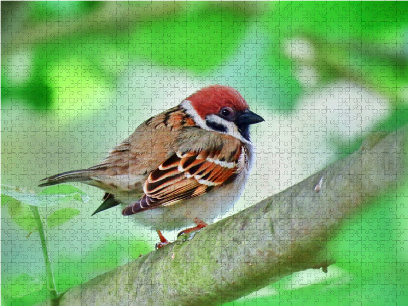 Moineau arboricole - Puzzle photo CALVENDO 