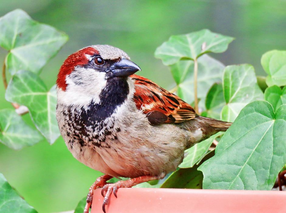 Sparrow - CALVENDO photo puzzle 