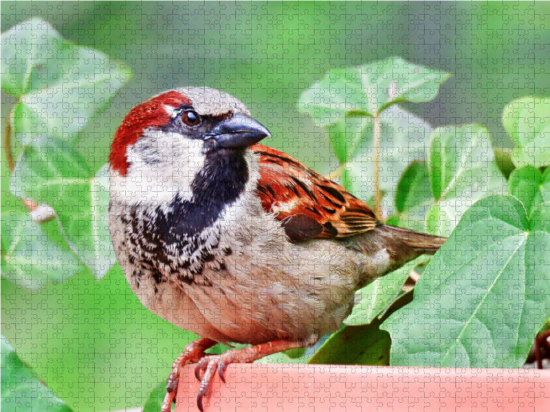 Sparrow - CALVENDO photo puzzle 