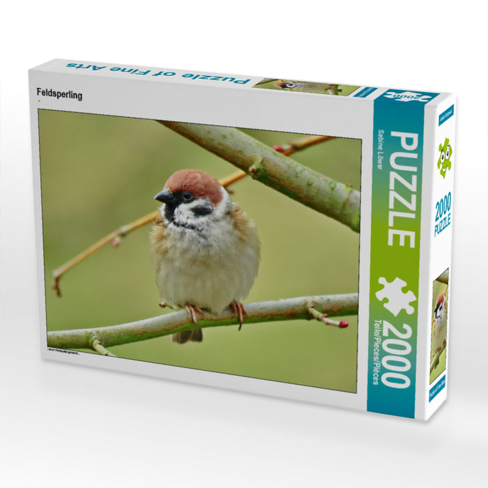 Feldsperling 2000 Teile Puzzle quer - CALVENDO Foto-Puzzle'