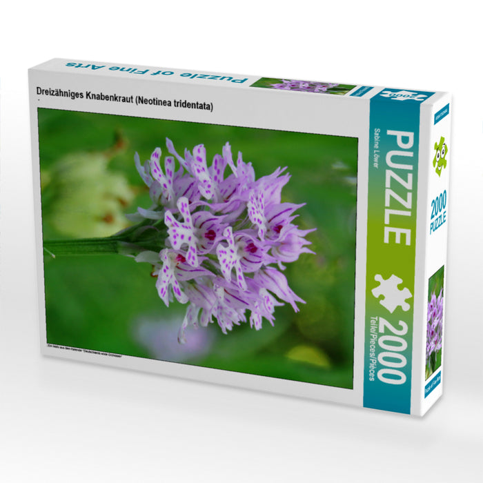 Dreizähniges Knabenkraut (Neotinea tridentata) 2000 Teile Puzzle hoch - CALVENDO Foto-Puzzle'