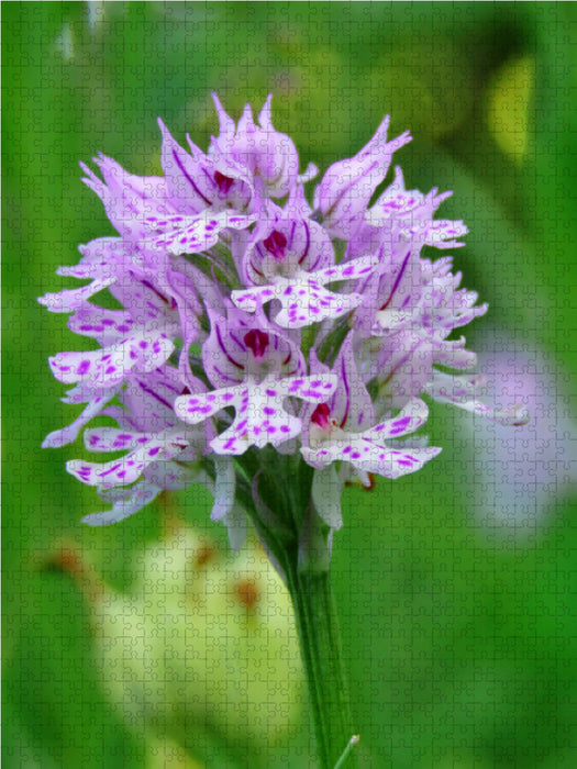 Dreizähniges Knabenkraut (Neotinea tridentata) 2000 Teile Puzzle hoch - CALVENDO Foto-Puzzle'