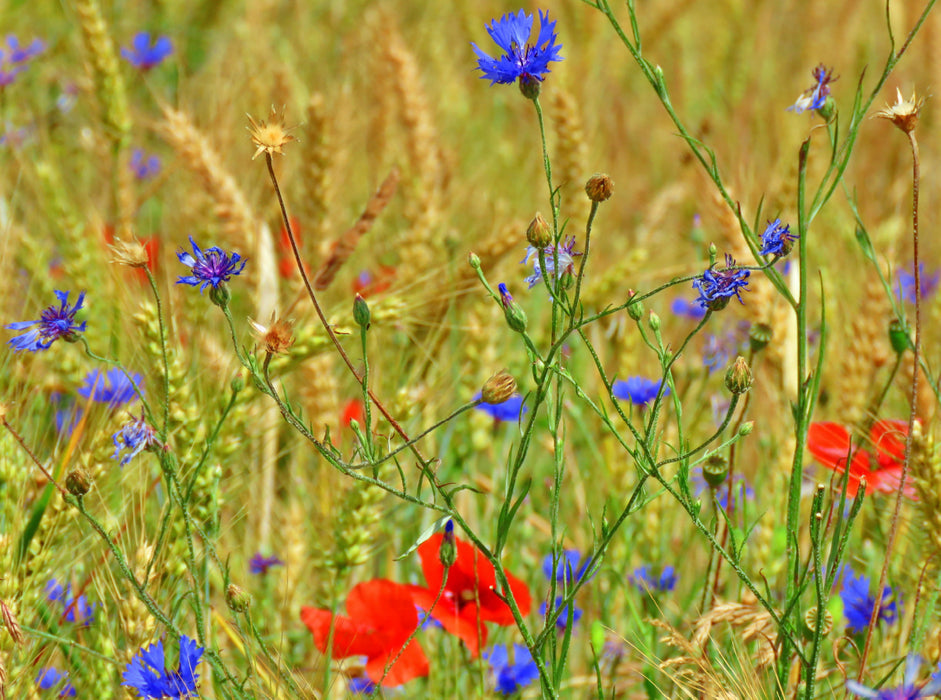 Kornblumen und rote Mohntupfen 2000 Teile Puzzle quer - CALVENDO Foto-Puzzle'