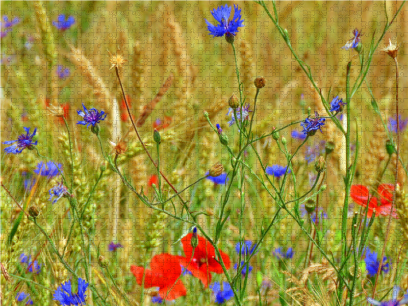 Kornblumen und rote Mohntupfen 2000 Teile Puzzle quer - CALVENDO Foto-Puzzle'