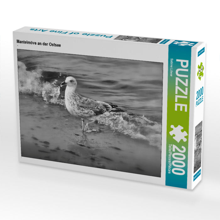 Mantelmöve an der Ostsee 2000 Teile Puzzle quer - CALVENDO Foto-Puzzle'