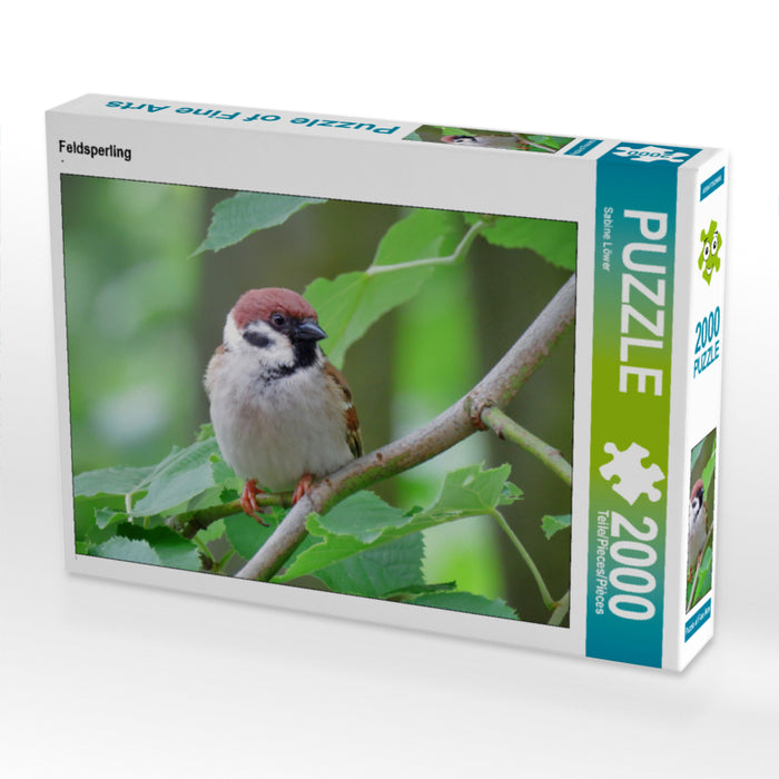 Feldsperling 2000 Teile Puzzle quer - CALVENDO Foto-Puzzle'
