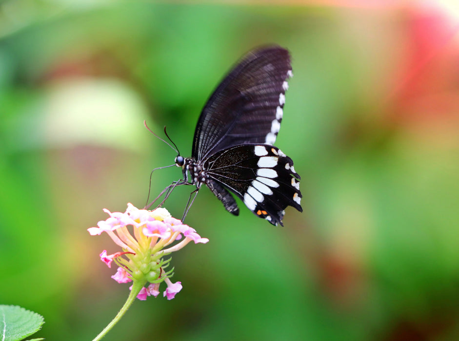 Papilio polytes - Kleiner Mormone 2000 Teile Puzzle quer - CALVENDO Foto-Puzzle'