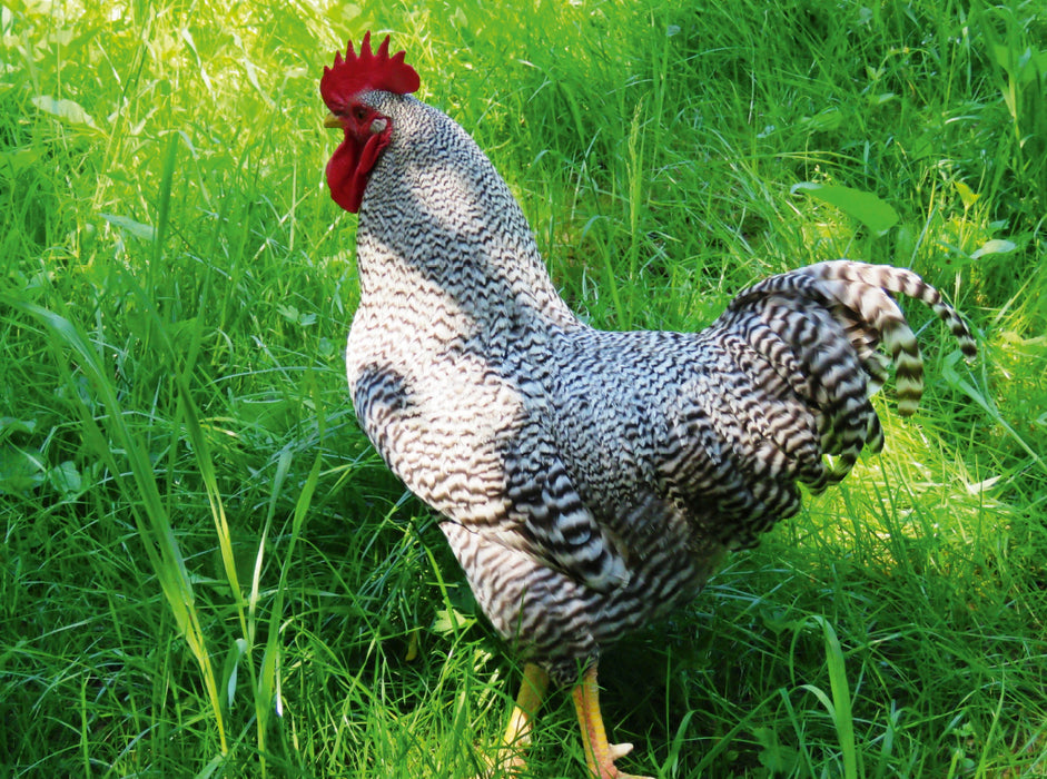 Proud Rooster - CALVENDO photo puzzle 