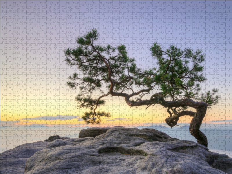 Kiefer auf dem Lilienstein 2000 Teile Puzzle quer - CALVENDO Foto-Puzzle'