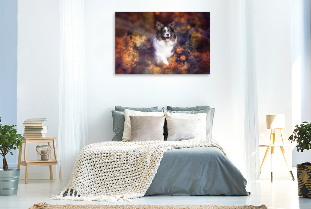 Premium textile canvas Premium textile canvas 120 cm x 80 cm landscape Border Collie 