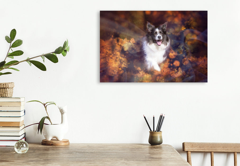 Premium textile canvas Premium textile canvas 120 cm x 80 cm landscape Border Collie 