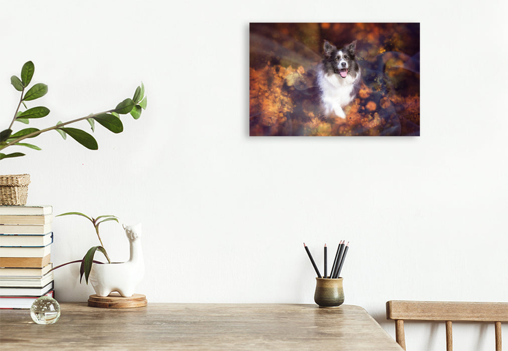 Premium textile canvas Premium textile canvas 120 cm x 80 cm landscape Border Collie 