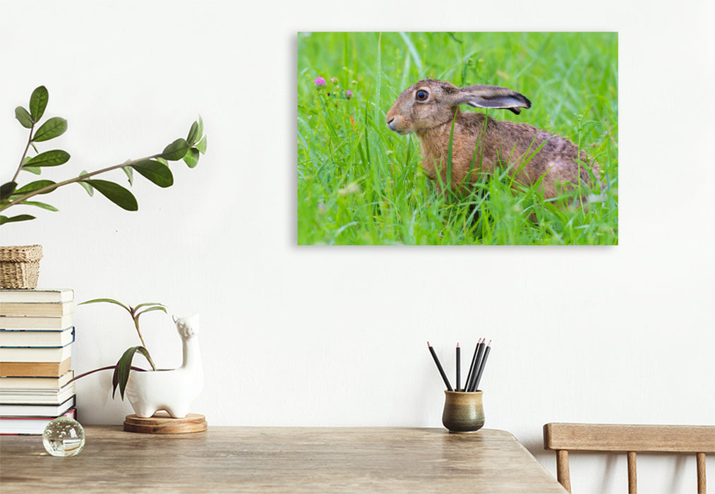 Premium textile canvas Premium textile canvas 120 cm x 80 cm landscape Hare in a meadow 