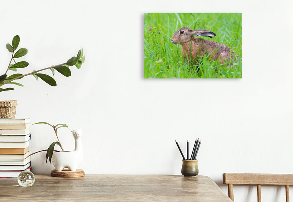 Premium textile canvas Premium textile canvas 120 cm x 80 cm landscape Hare in a meadow 