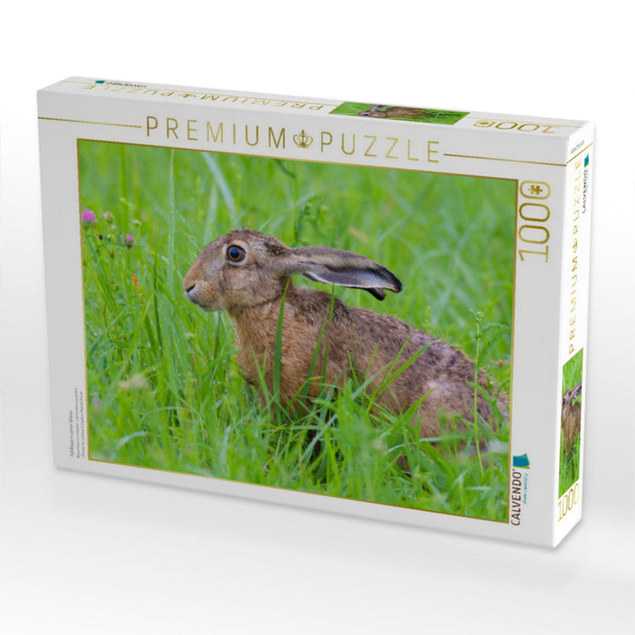 Feldhase in einer Wiese - CALVENDO Foto-Puzzle'