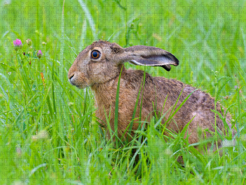 Feldhase in einer Wiese - CALVENDO Foto-Puzzle'
