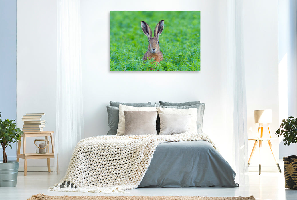 Premium textile canvas Premium textile canvas 120 cm x 80 cm landscape Hare in the wild 