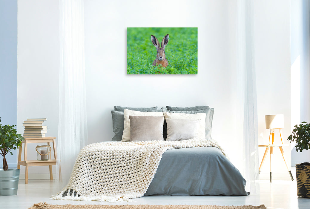 Premium textile canvas Premium textile canvas 120 cm x 80 cm landscape Hare in the wild 