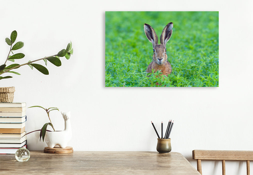 Premium textile canvas Premium textile canvas 120 cm x 80 cm landscape Hare in the wild 