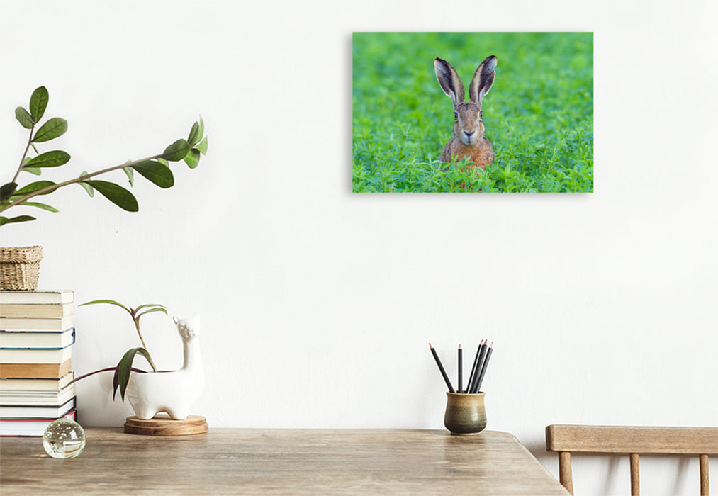 Premium textile canvas Premium textile canvas 120 cm x 80 cm landscape Hare in the wild 