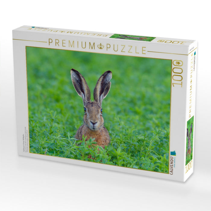 Feldhase in freier Wildbahn - CALVENDO Foto-Puzzle'