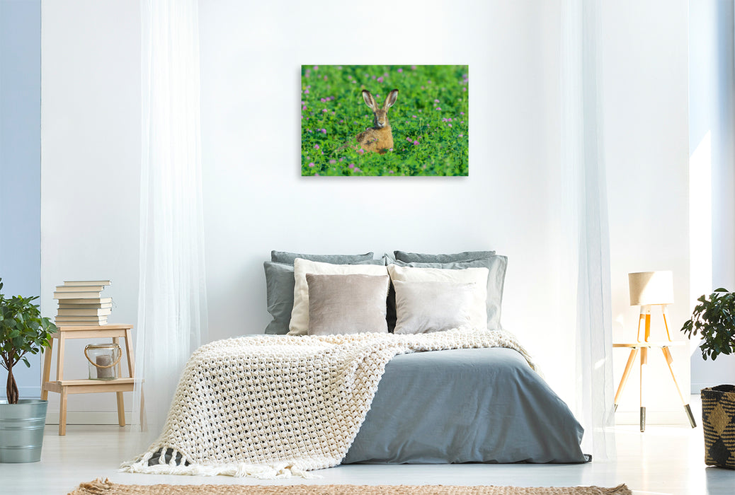 Premium textile canvas Premium textile canvas 120 cm x 80 cm landscape Hare in red clover 