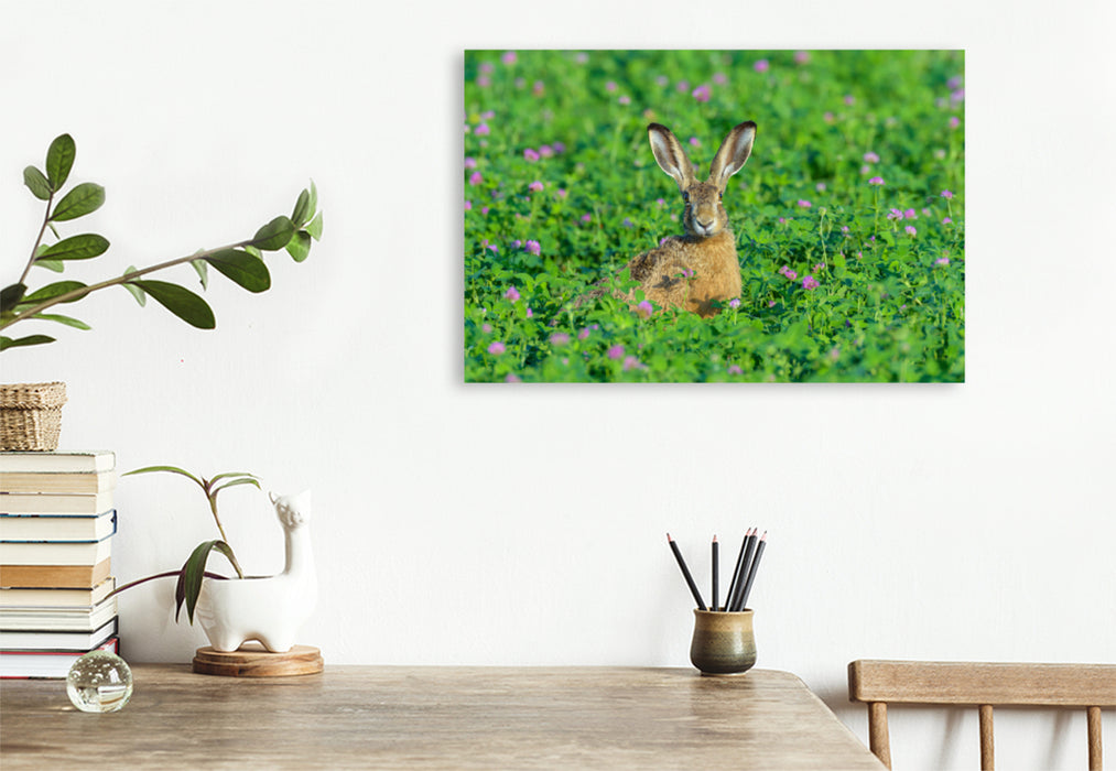Premium textile canvas Premium textile canvas 120 cm x 80 cm landscape Hare in red clover 