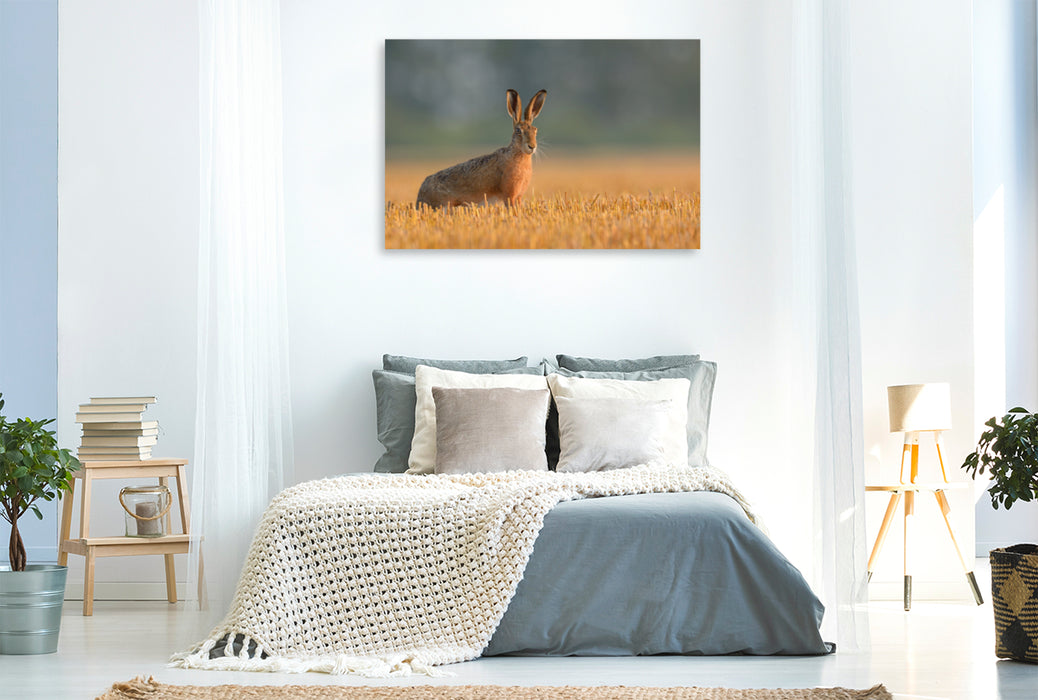 Premium textile canvas Premium textile canvas 120 cm x 80 cm landscape Hare on a stubble field in the morning light 