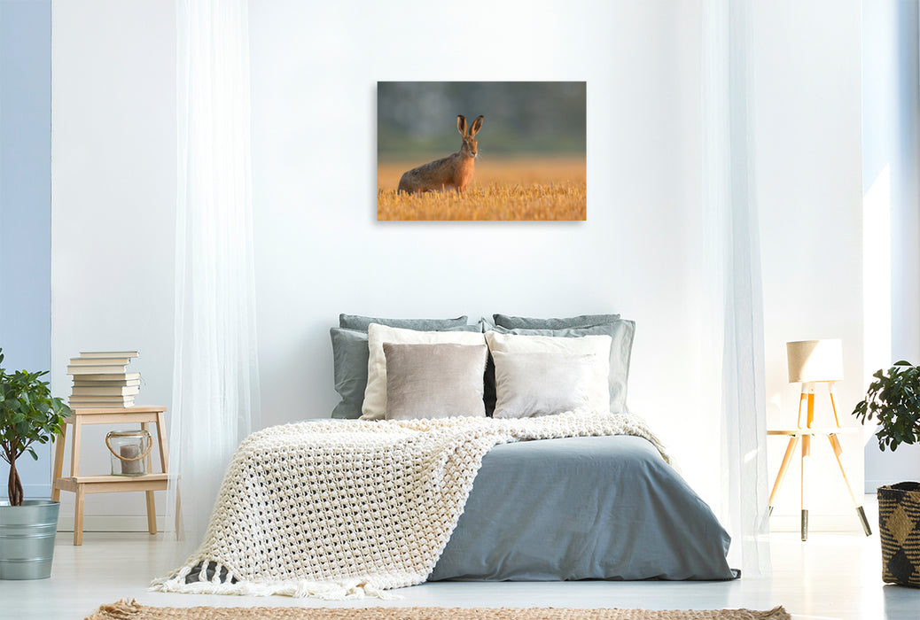 Premium textile canvas Premium textile canvas 120 cm x 80 cm landscape Hare on a stubble field in the morning light 