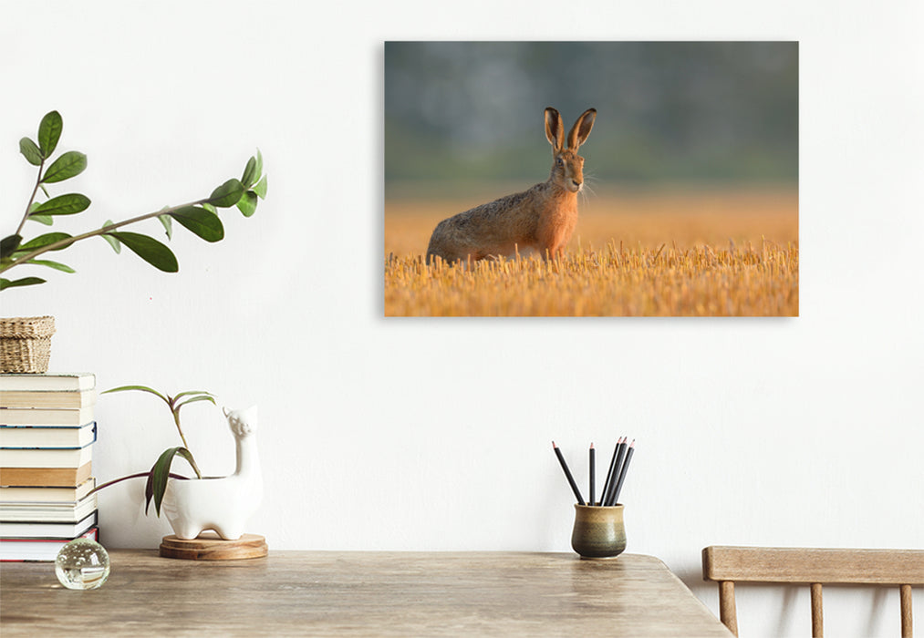 Premium textile canvas Premium textile canvas 120 cm x 80 cm landscape Hare on a stubble field in the morning light 