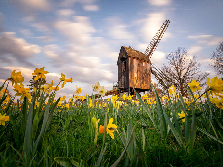 Bockwindmühle Victoria Luise in Braunschweig - CALVENDO Foto-Puzzle'