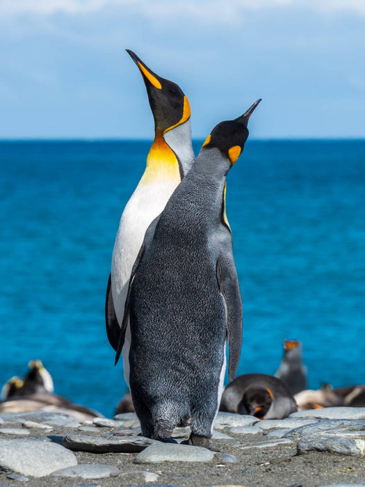 Den Himmel suchende Pinguine - CALVENDO Foto-Puzzle'