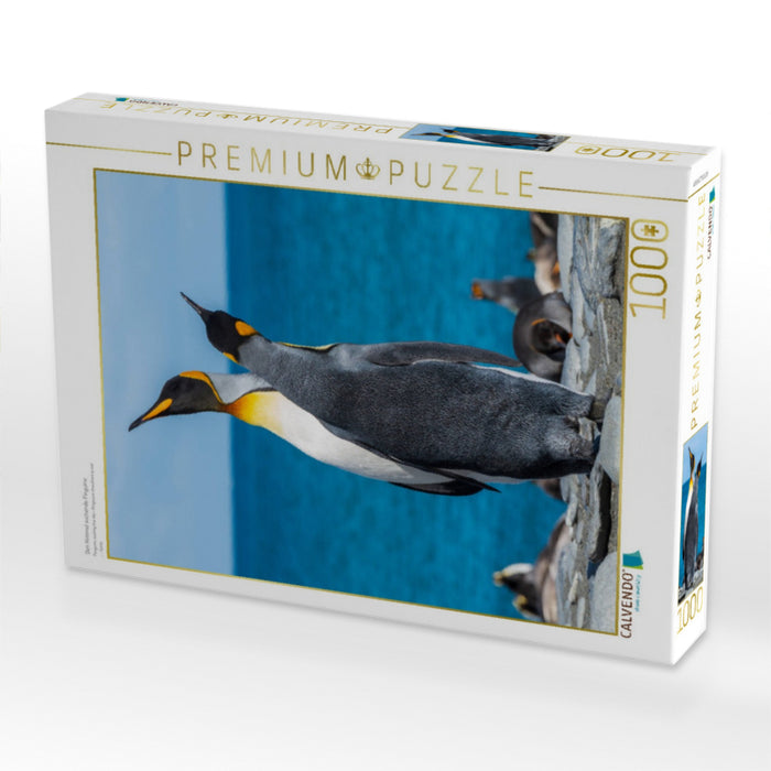 Den Himmel suchende Pinguine - CALVENDO Foto-Puzzle'