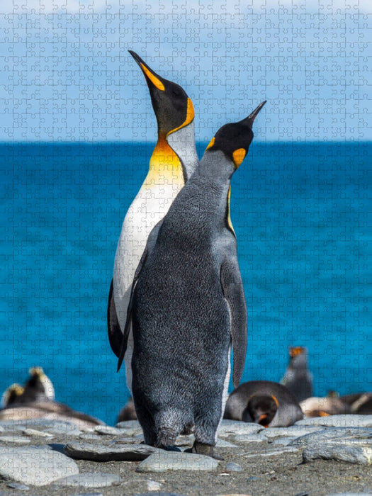 Den Himmel suchende Pinguine - CALVENDO Foto-Puzzle'