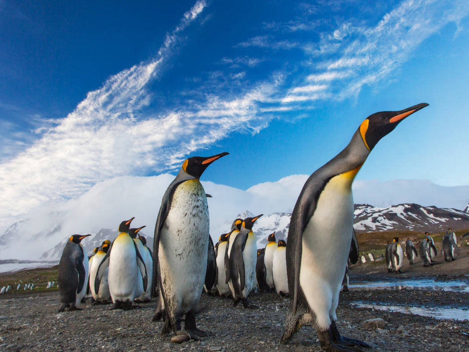 Pinguine-Marsch - CALVENDO Foto-Puzzle'