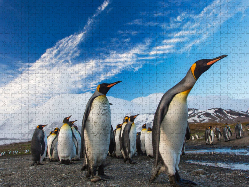 Pinguine-Marsch - CALVENDO Foto-Puzzle'