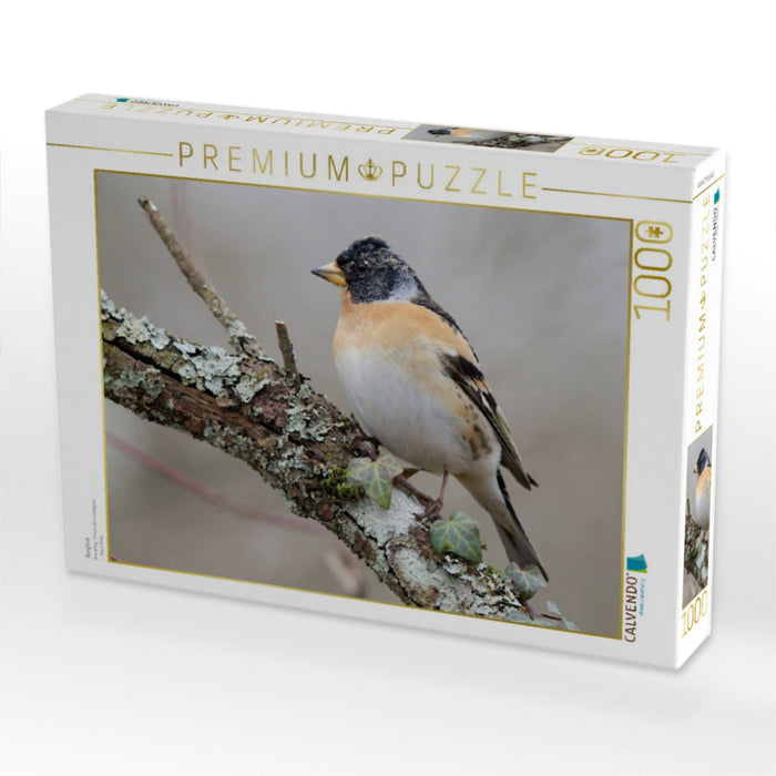 Bergfink - CALVENDO Foto-Puzzle'