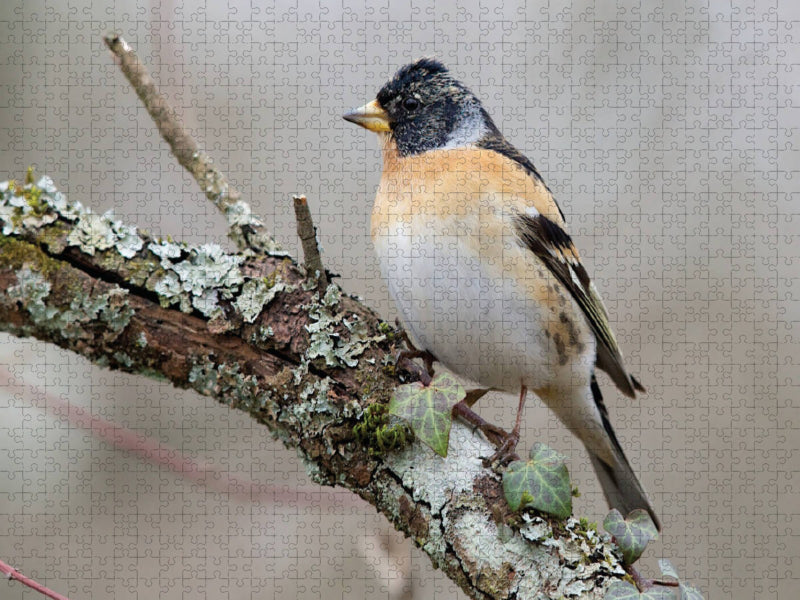 Bergfink - CALVENDO Foto-Puzzle'