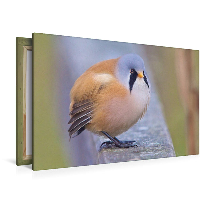 Premium Textil-Leinwand Bartmeise