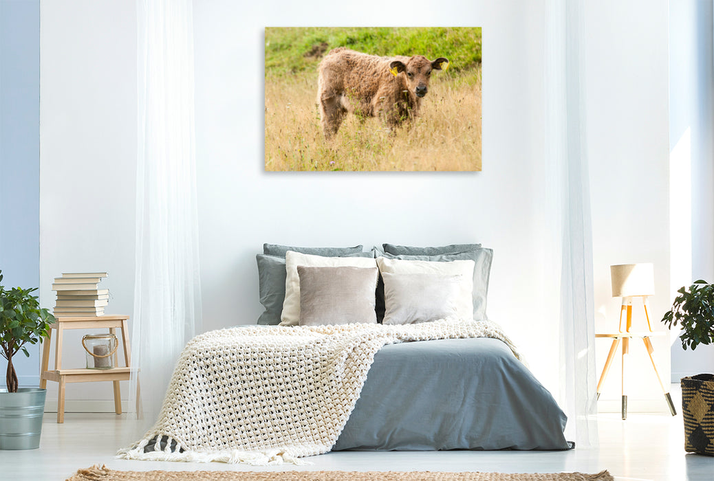 Premium textile canvas Premium textile canvas 120 cm x 80 cm landscape Adorable Galloway calf 