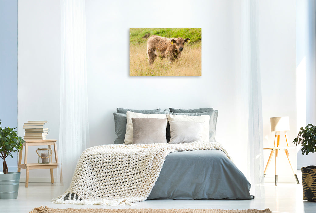 Premium textile canvas Premium textile canvas 120 cm x 80 cm landscape Adorable Galloway calf 