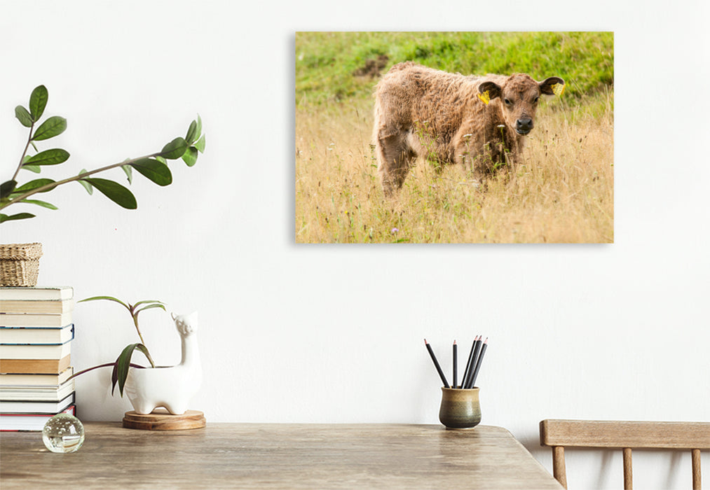 Premium textile canvas Premium textile canvas 120 cm x 80 cm landscape Adorable Galloway calf 