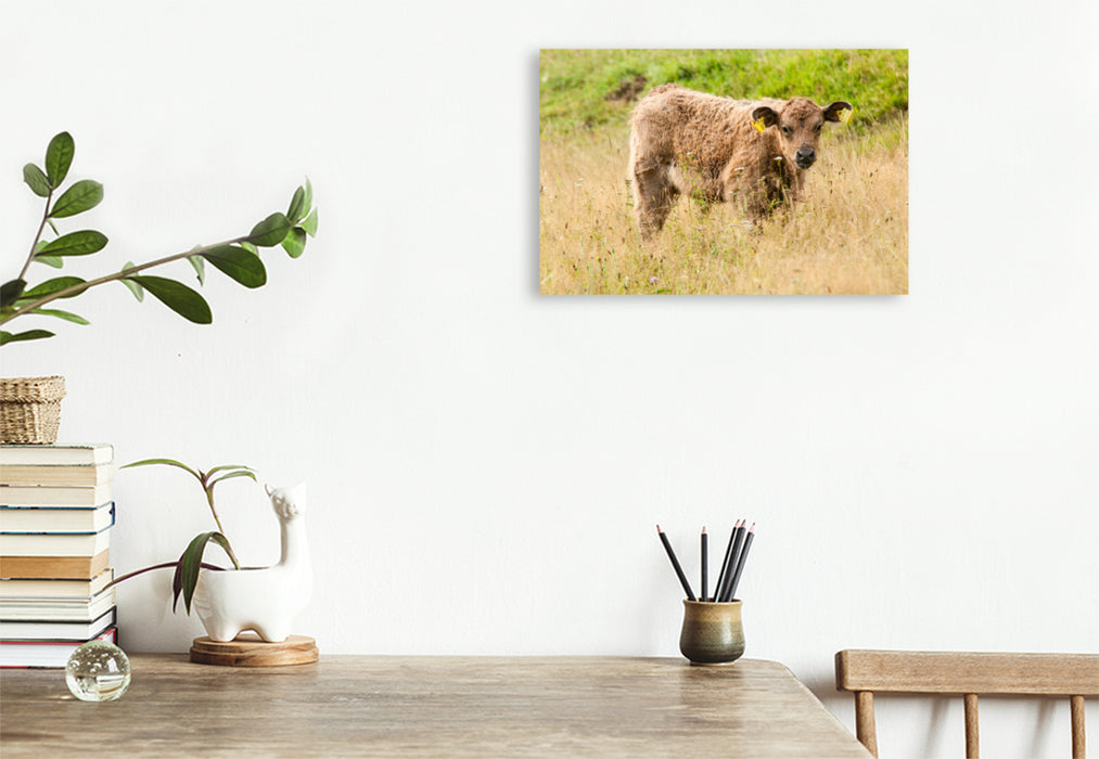 Premium textile canvas Premium textile canvas 120 cm x 80 cm landscape Adorable Galloway calf 