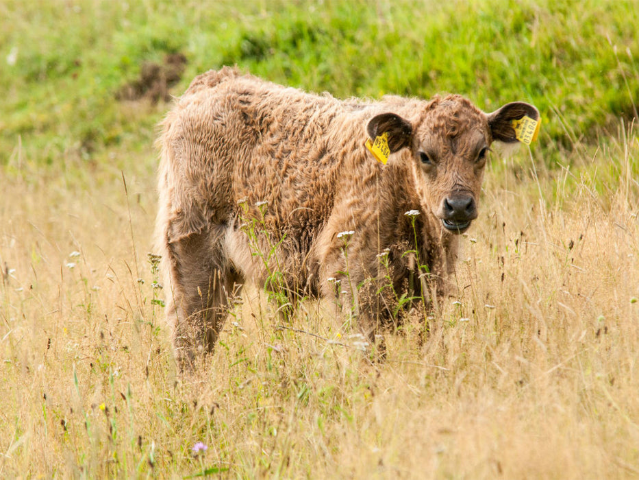 Bezauberndes Galloway Kalb - CALVENDO Foto-Puzzle'
