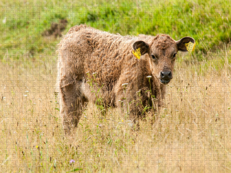 Bezauberndes Galloway Kalb - CALVENDO Foto-Puzzle'