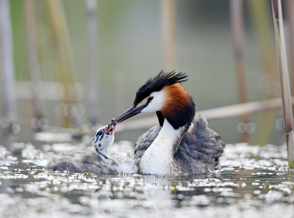 Haubentaucher (Podiceps cristatus) 2000 Teile Puzzle quer - CALVENDO Foto-Puzzle'