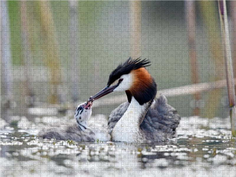 Haubentaucher (Podiceps cristatus) 2000 Teile Puzzle quer - CALVENDO Foto-Puzzle'