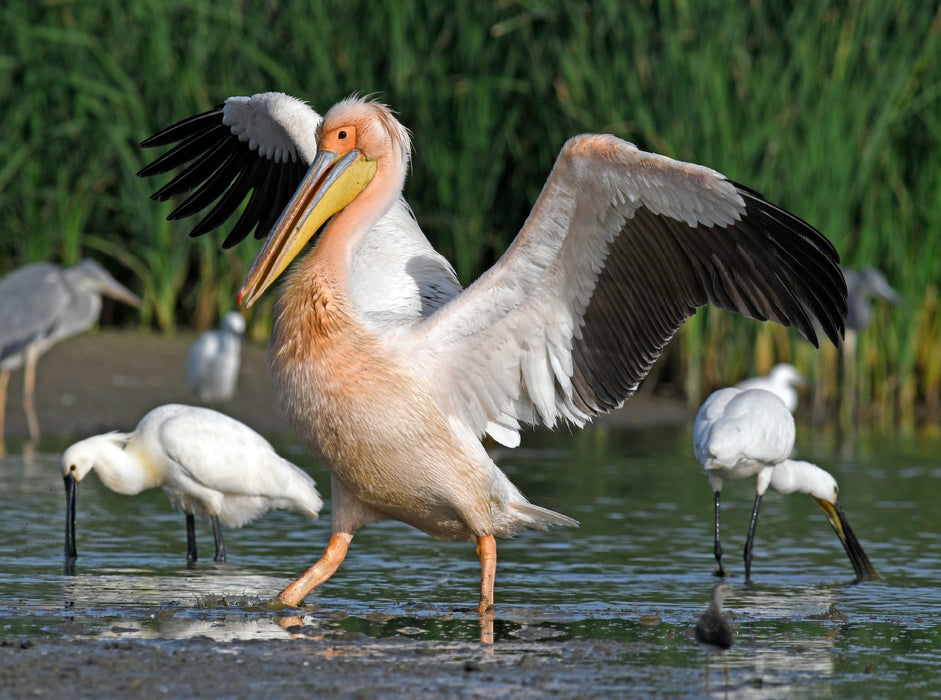 Great White Pelican (Pelecanus onocrotalus) - CALVENDO photo puzzle 